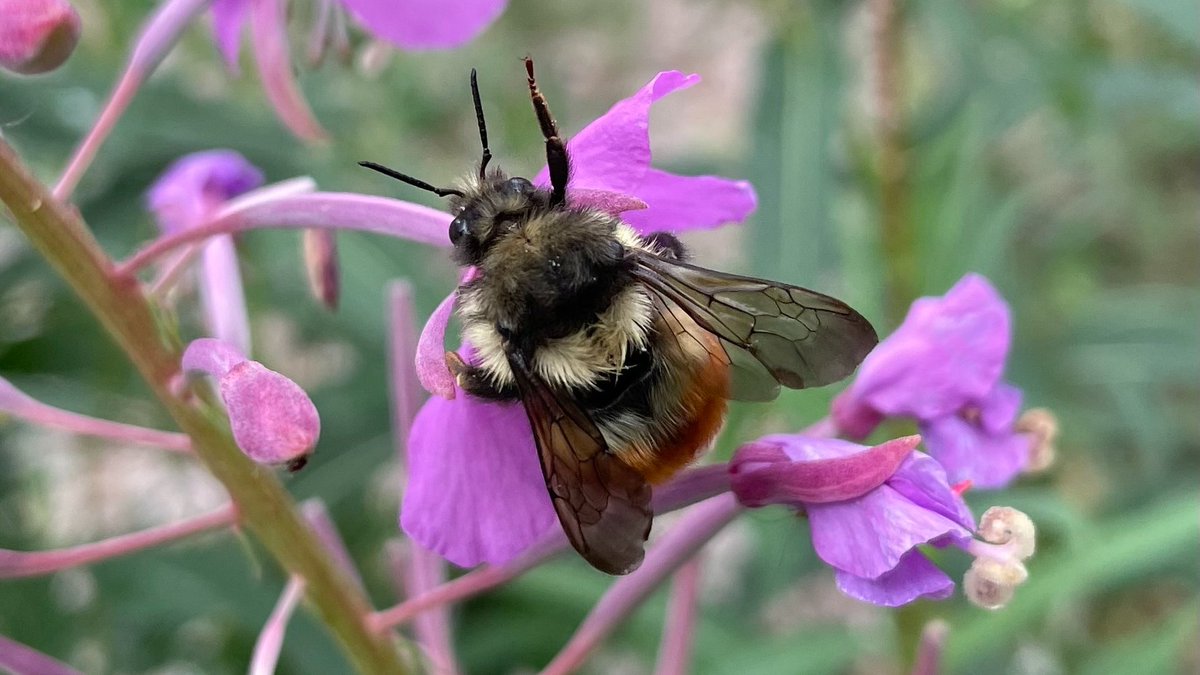 Pollinator Partnership tweet media