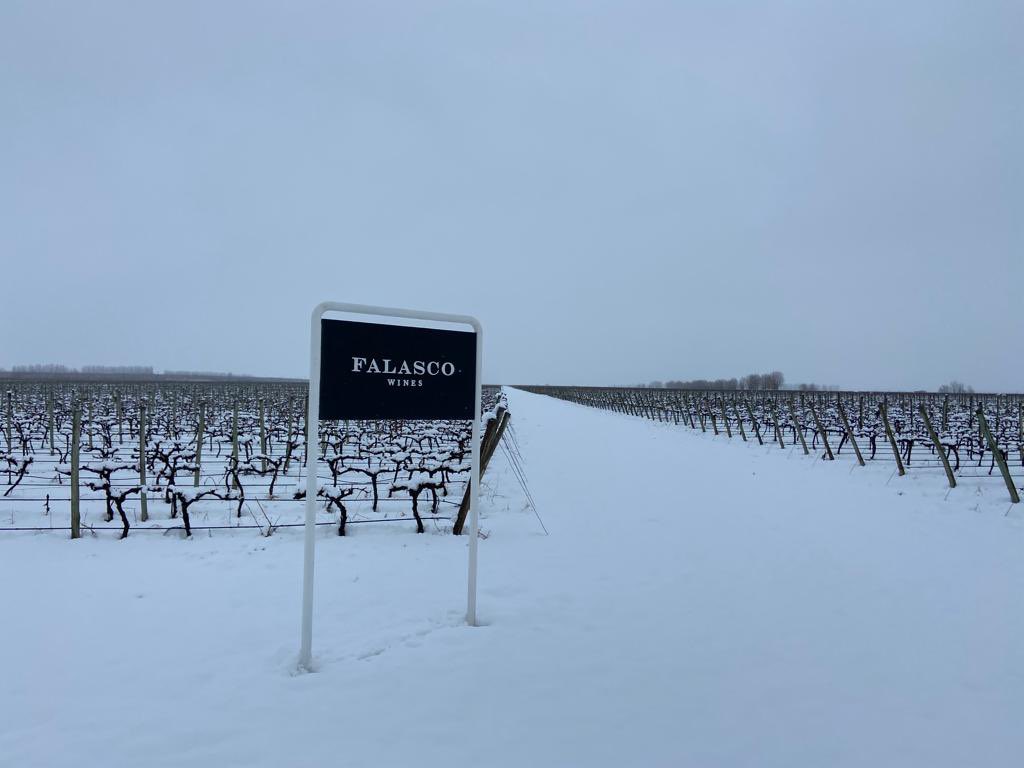 Franco Falasco tweet media