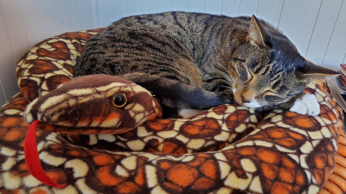 gameosicats's tweet photo. When Meeple was a baby his favorite toy was a stuffed snake. As he's grown up, so has snake.#CatsOfTwitter https://t.co/k3Q37vhMvX