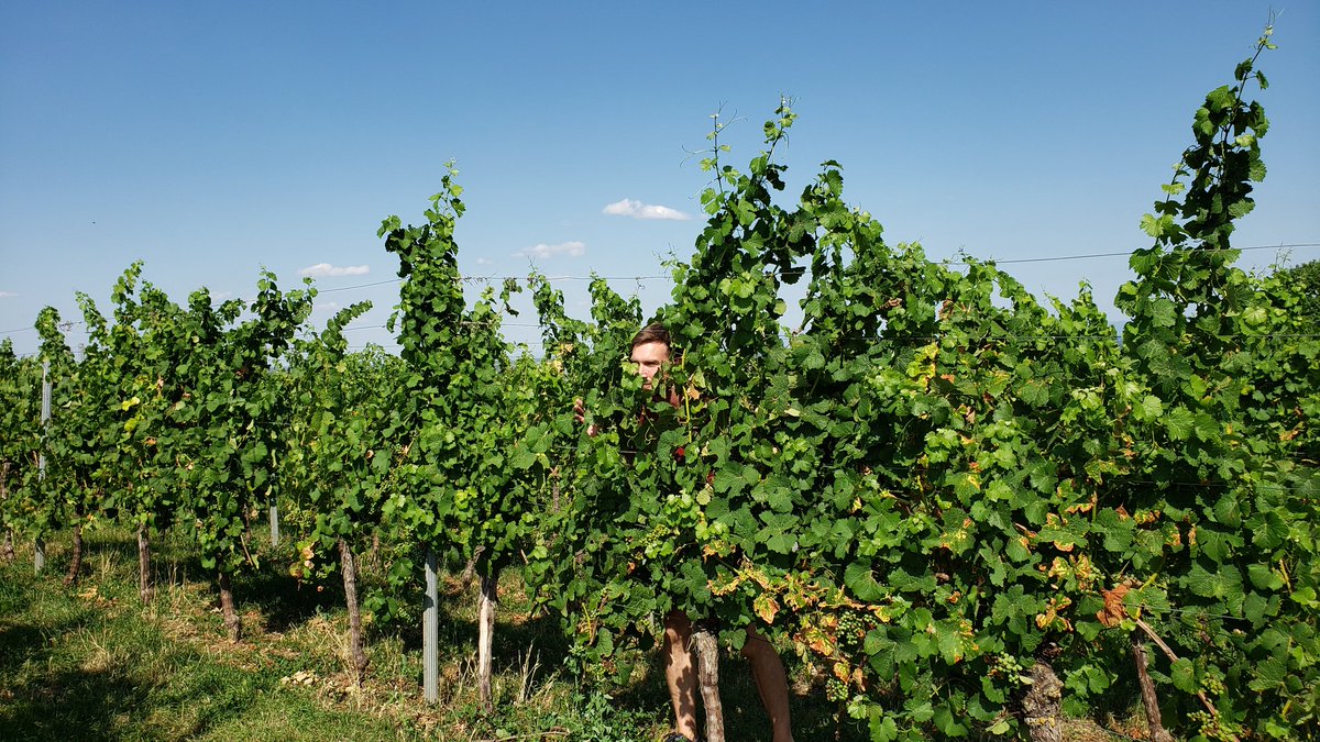 Glass 1: I am a sophisticated drinker.

Glass 6: I am a grape.