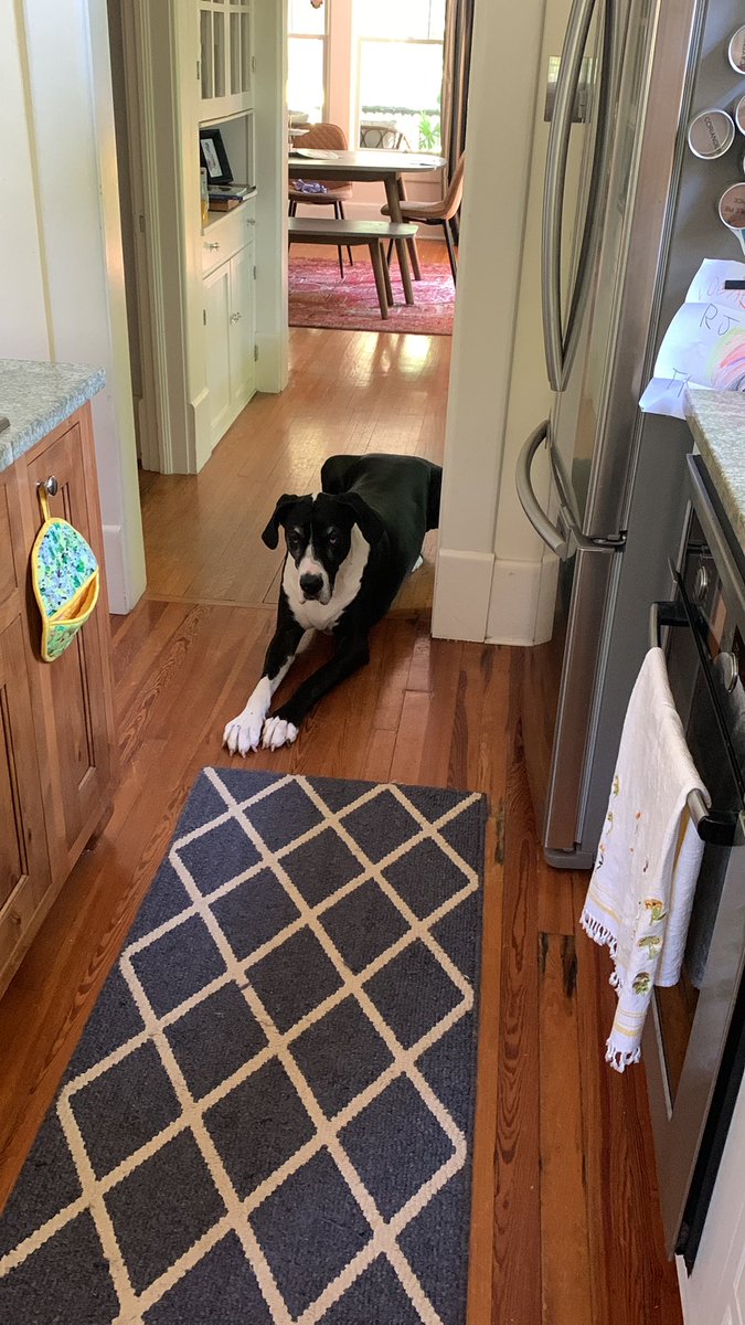 macmclain12's tweet photo. But really hardest part of #wfh? Try to NOT give this lady a snack? 
#greatdane
#myfurryfriend 
#vefam https://t.co/qvvIMyVhZF
