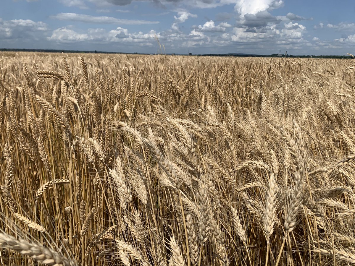 AR prelim wheat yield results are available online at: 

aaes.uada.edu/files/2022/07/…