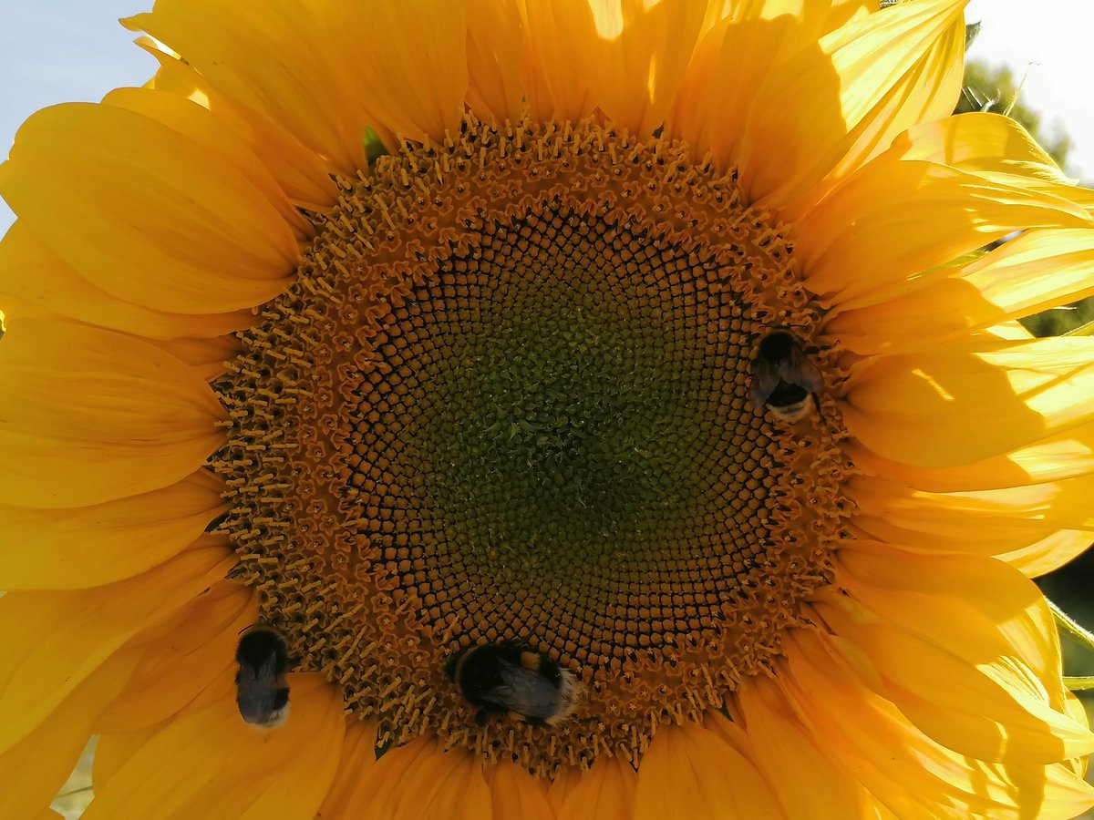 Mini Diamond Painting 25x25cm Petit Format - Tournesol Éclatant au Soleil –  Figured'Art, image size:1200x900