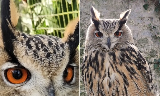 HitsCornwall's tweet photo. Frank the Owl has gone missing from Paradise Park in Hayle @CornishParadise - He was being hassled by some gulls yesterday - he spent the night in a tree at the Downes Residential Care Home but today he can't be found. Any sightings please get in touch! https://t.co/XKEuE8KCW8