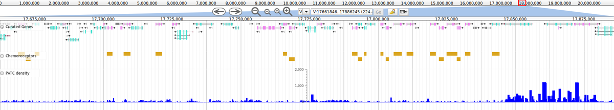 FaisalMAlkhaldi's tweet photo. @itamar_lev I did a quick check and no, chemoreceptor genes score poorly for PATCs. This is not unexpected as PATCs are rare in genes not expressed in the germline. Here's a genome browser screenshot, gold boxes = chemoreceptor genes, blue bars = PATC density. https://t.co/DlhFQhpeAW