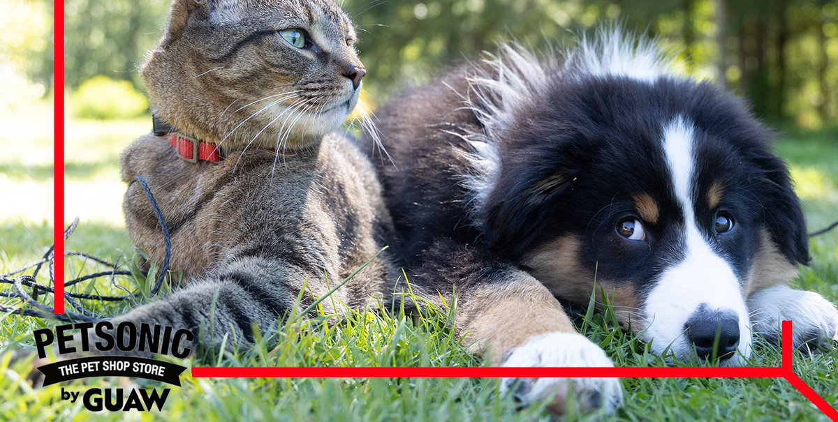 ¡Dato curioso! ¿Sabías que los gatos tienen más memoria que los perros? La memoria a corto plazo de un perro es de aproximadamente 2 minutos, mientras que el gato puede recordar hasta 16 horas. ¡Increíble! 🐈‍⬛🐕💡

#catlover #gatoslindos #adorableanimals