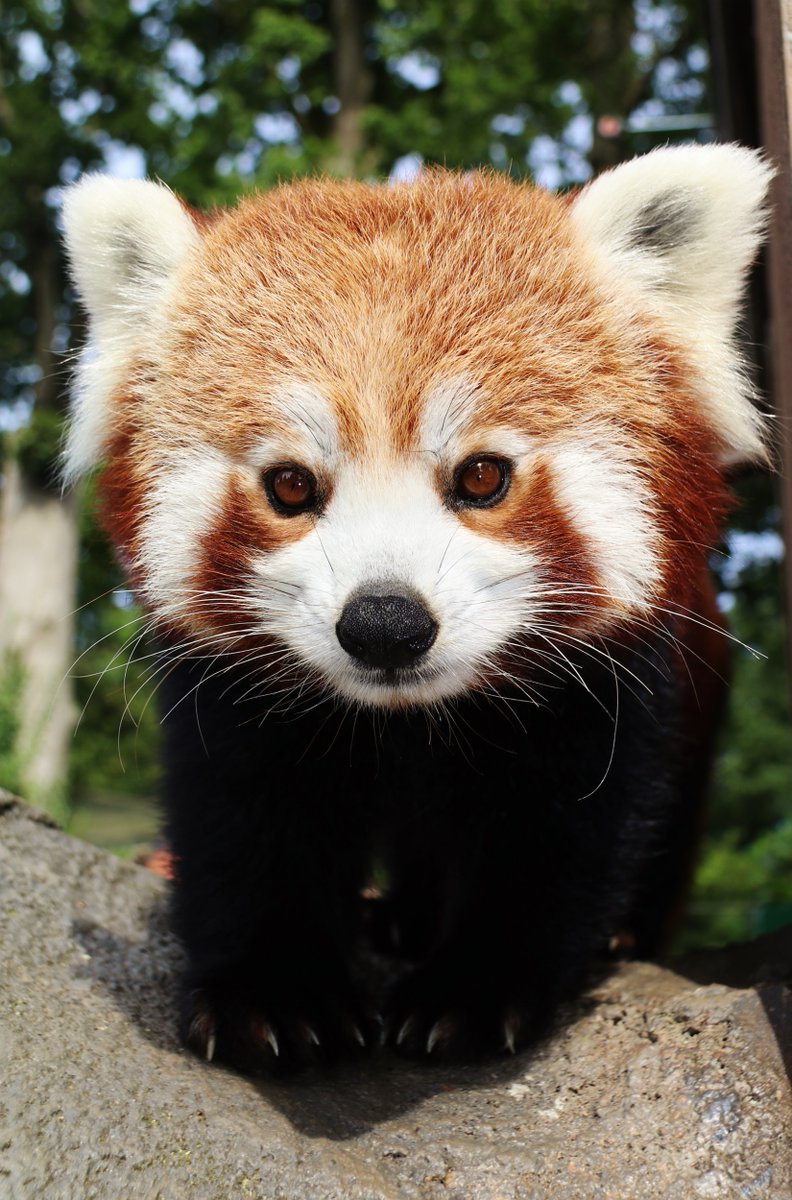 RedPandaEveryHr's tweet photo. https://t.co/3HvPSgqrFg