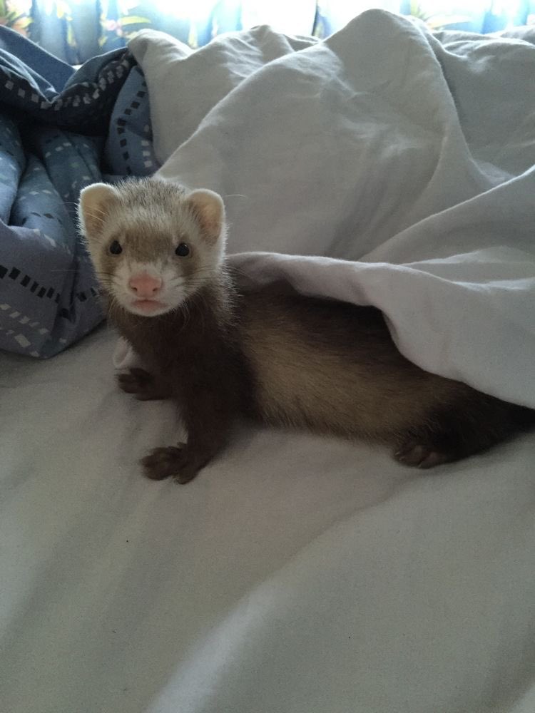 iHANMABOT's tweet photo. Benjamín ya despertó, por cierto. https://t.co/JSAAPIioAV