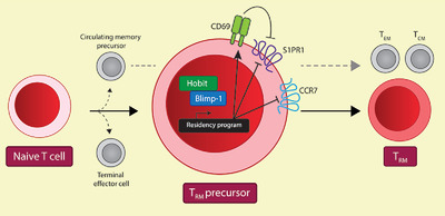 EurJImmunol's tweet photo. Hobit and Blimp-1 regulate TRM abundance after LCMV infection by suppressing tissue exit pathways of TRMprecursors
Loreto Parga-Vidal, Klaas P.J.M. van Gisbergen, and Colleagues
@amsterdamumc @ChariteBerlin
#Blimp1 #LCMV #TissueResidentMemoryTcells
https://t.co/mhwOTF9WMj https://t.co/RaAXwQOpRF