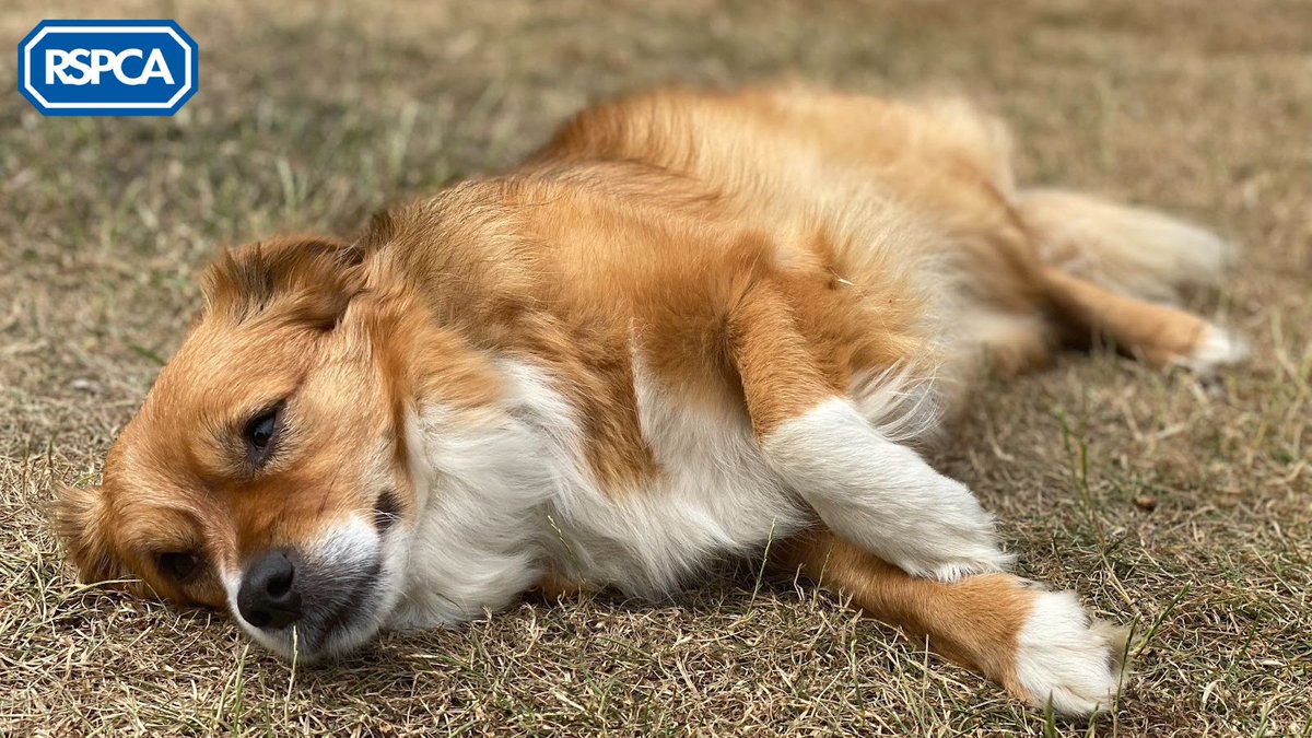 🥵🌞🐾With the Met Office issuing hot weather warnings, we're urging pet owners to take precautions to avoid life or death situations. A third of people don’t know what to do if their dog has heatstroke - share this and you could save a life:  bit.ly/3PIY5gL