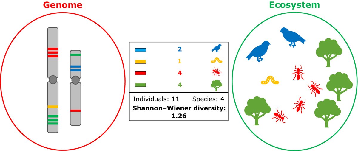 The #ecology of palm genomes: repeat-associated genome size expansion is constrained by aridity @RowanSchley @cfbarrett999 @SidonieBellot @RepeatExplorer @BillJBaker @DrSDodsworth @leitch_ar @IliaLeitch ow.ly/QYWI50JVNTJ