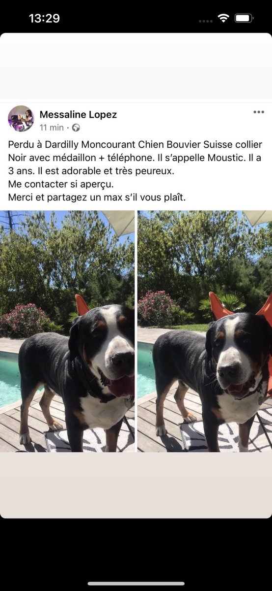 AyelinR's tweet photo. Chien perdu #rhone #moncourant #dardilly https://t.co/rtC98D2BHw