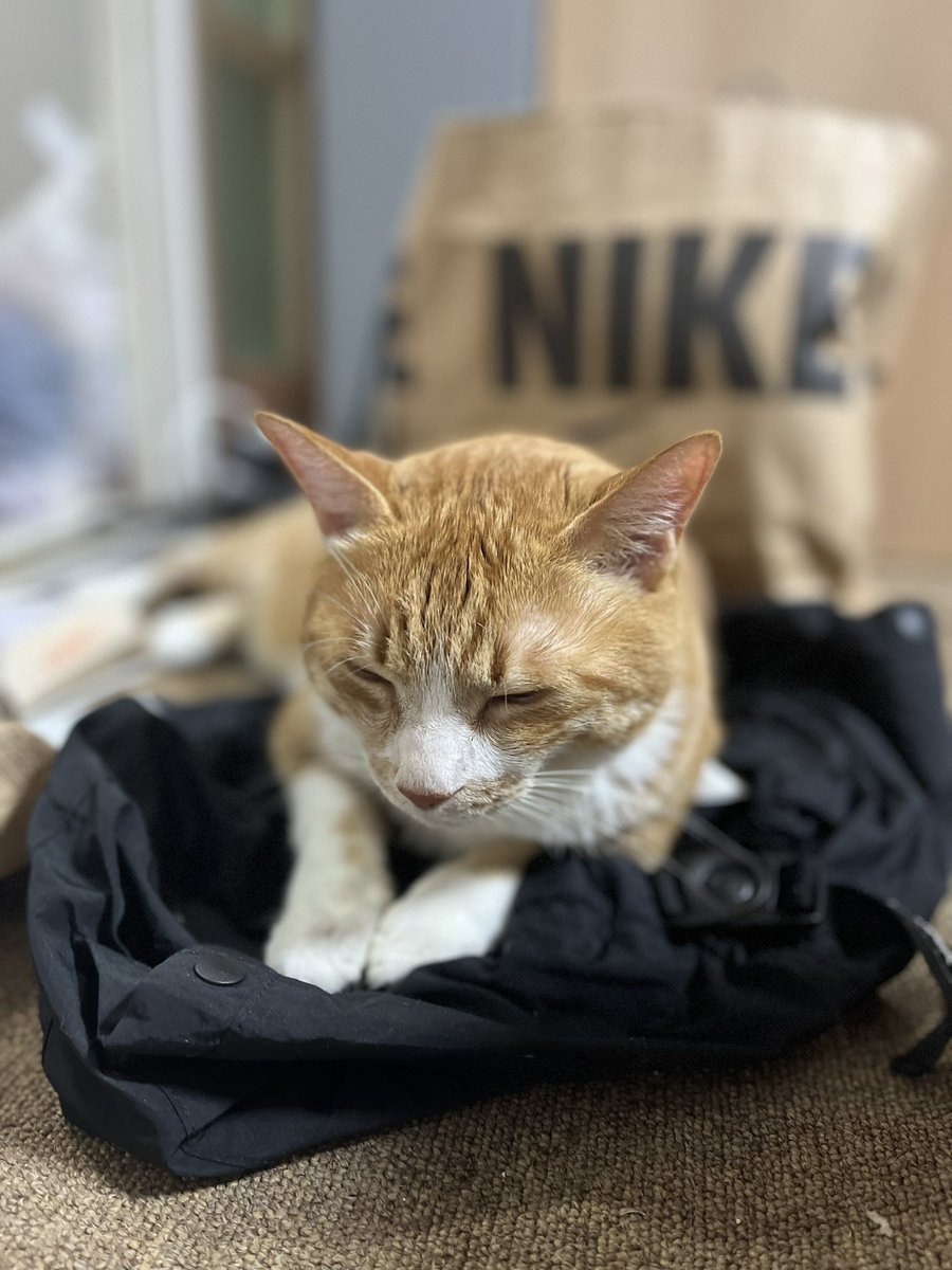 저희 쁨이는 이제 퇴원해서 무사히 집에 도착했습니다! 응원해주신 모든 분들 감사드려요 🥹 쁨이가 언제까지 버텨줄지 잘 모르겠지만 열심히 케어해보려구요. 오래 살자 쁨아