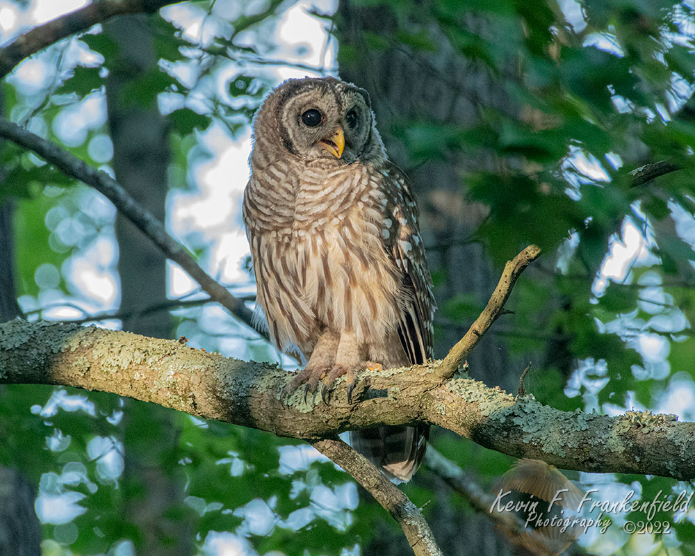 #barredowl #owl #owls #bird #birds #birdphotography #birdplanet #birdsofinstagram #nature #naturephotography