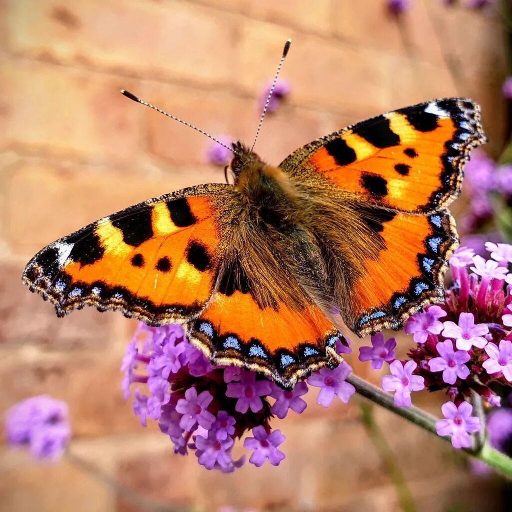 Mumblebug_'s tweet photo. Small Tortoiseshell Butterfly. Only the second one I've seen this year, they seem to be declining 😔.
This one is feeding on a Verbena bonariensis which is just in my garden.
.
.
.
.
.
.
.
#gardening #ukwildlifeimages #macrogardener #butterflyphotogra… https://t.co/hA8Div5sUd https://t.co/3PHz26nDhu