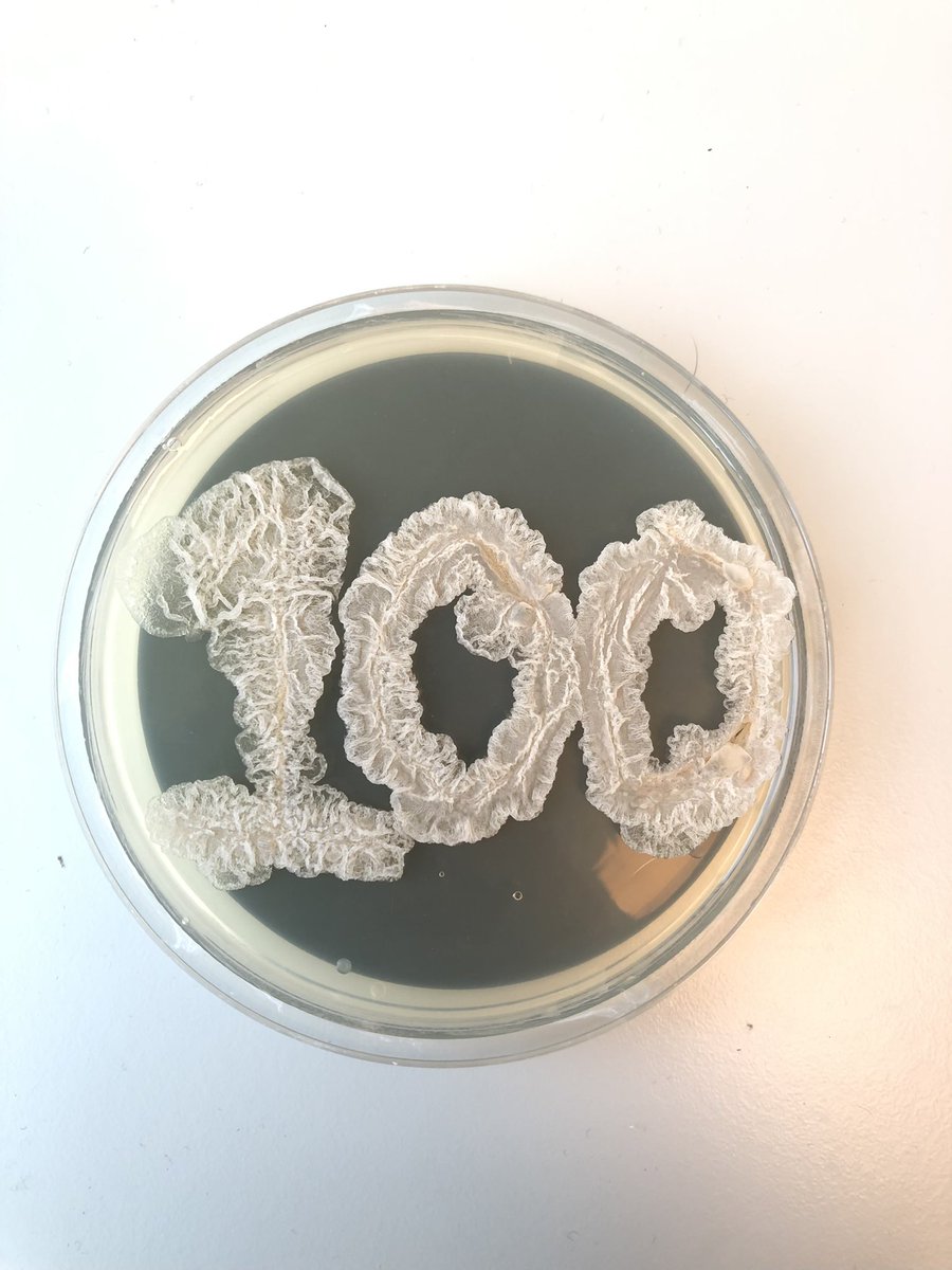 So, including my mum and dad 😂there are over 100 people following me now! So here is a little #thankyou for your interest!

These “100’s” are cultures of #bacillus subtilis strains 168 (smooth) and NCIB 3610 (wrinkly)
Stay tuned for some exciting new work on #plantrootexudate 🌱