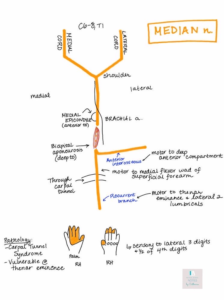 Catherine, med student,  makes learning peripheral nerve much easier. Today, learn all you can about the important median nerve.