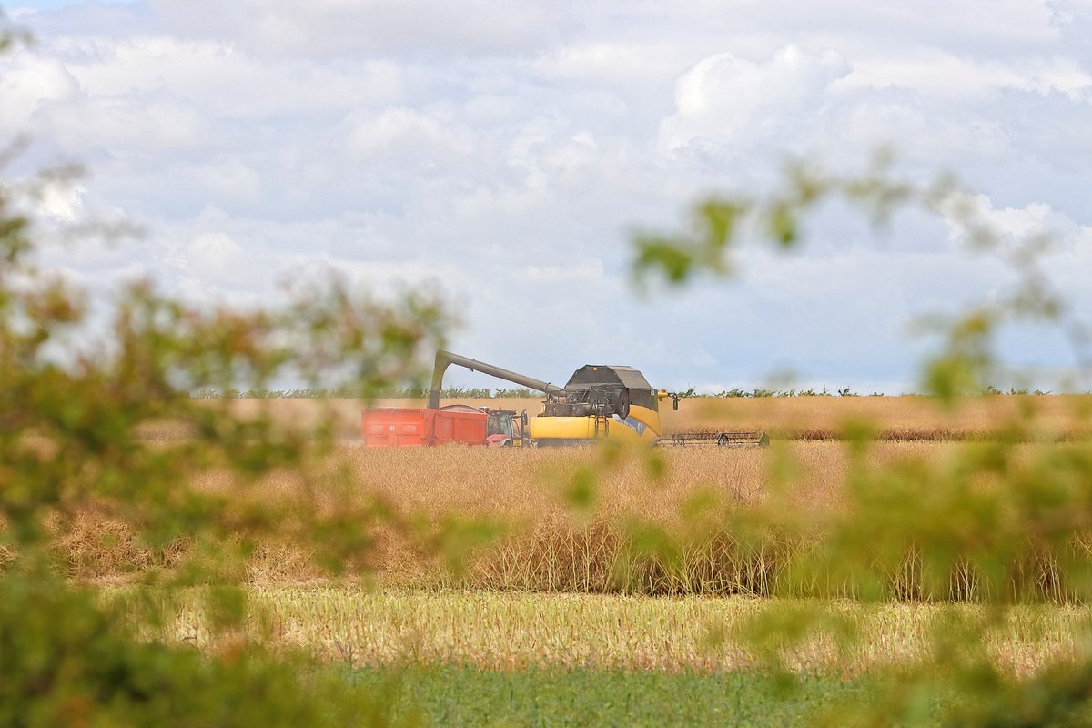 tracynoe11's tweet photo. Harvesting Aurelia OSR North Lincolnshire
@FarmersGuardian
#RotamPhoto @Rotam_UK
#harvest2022 #harvest22 https://t.co/FScom6mhCe