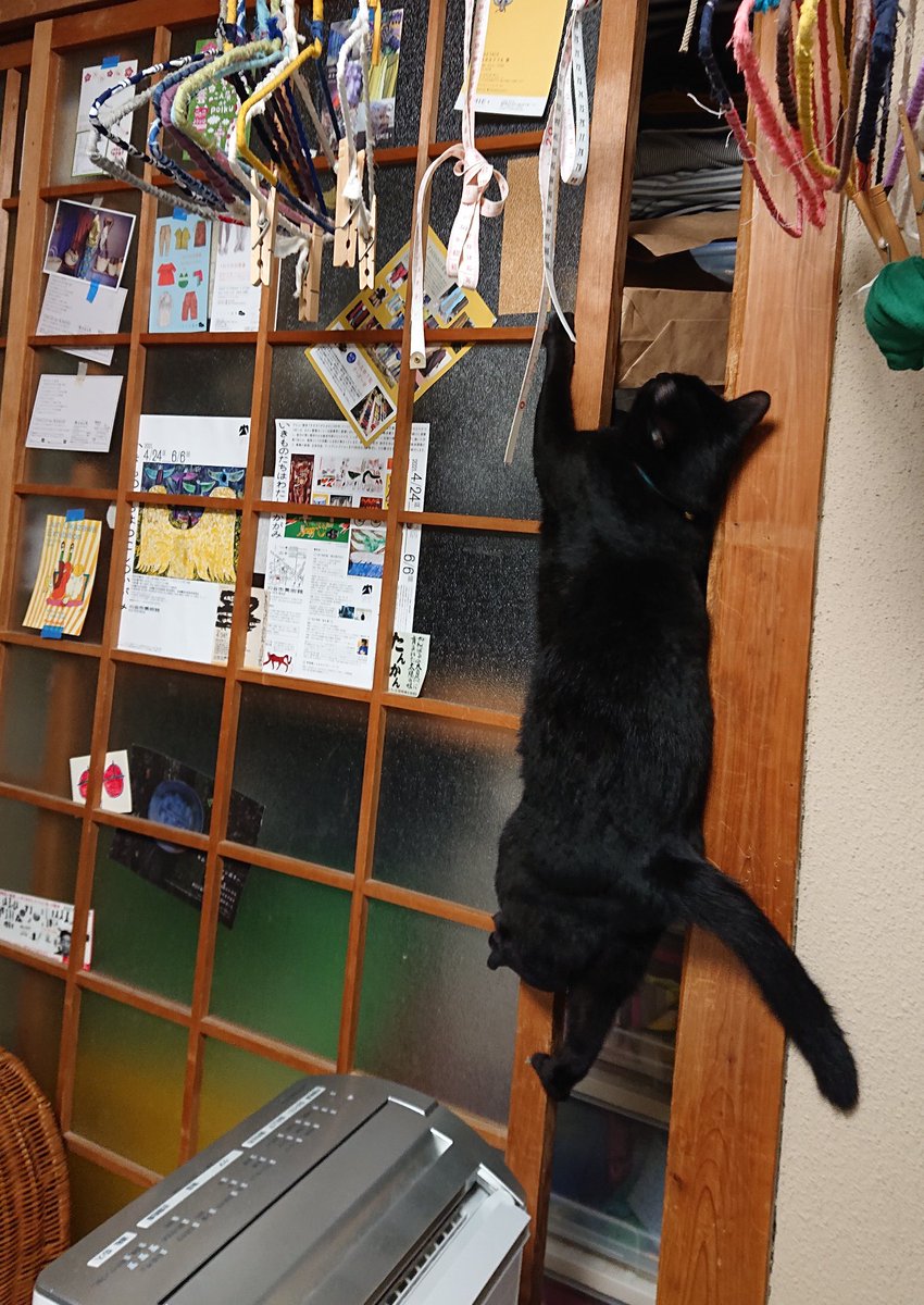 chi_cco's tweet photo. 大好きやのに、なんだかハードル高くて作ったことない紫蘇ジュース。
(誰か作ってくれないかな〜と期待してる私…)         
先週お裾分けして貰って喜んでたら、今日また貰えた〜
めちゃ嬉し！ふたつの味楽しむ○
ありがとう💜ありがとう

＊＊写真はある日の頑張る猫さん https://t.co/aklnn7uC7P