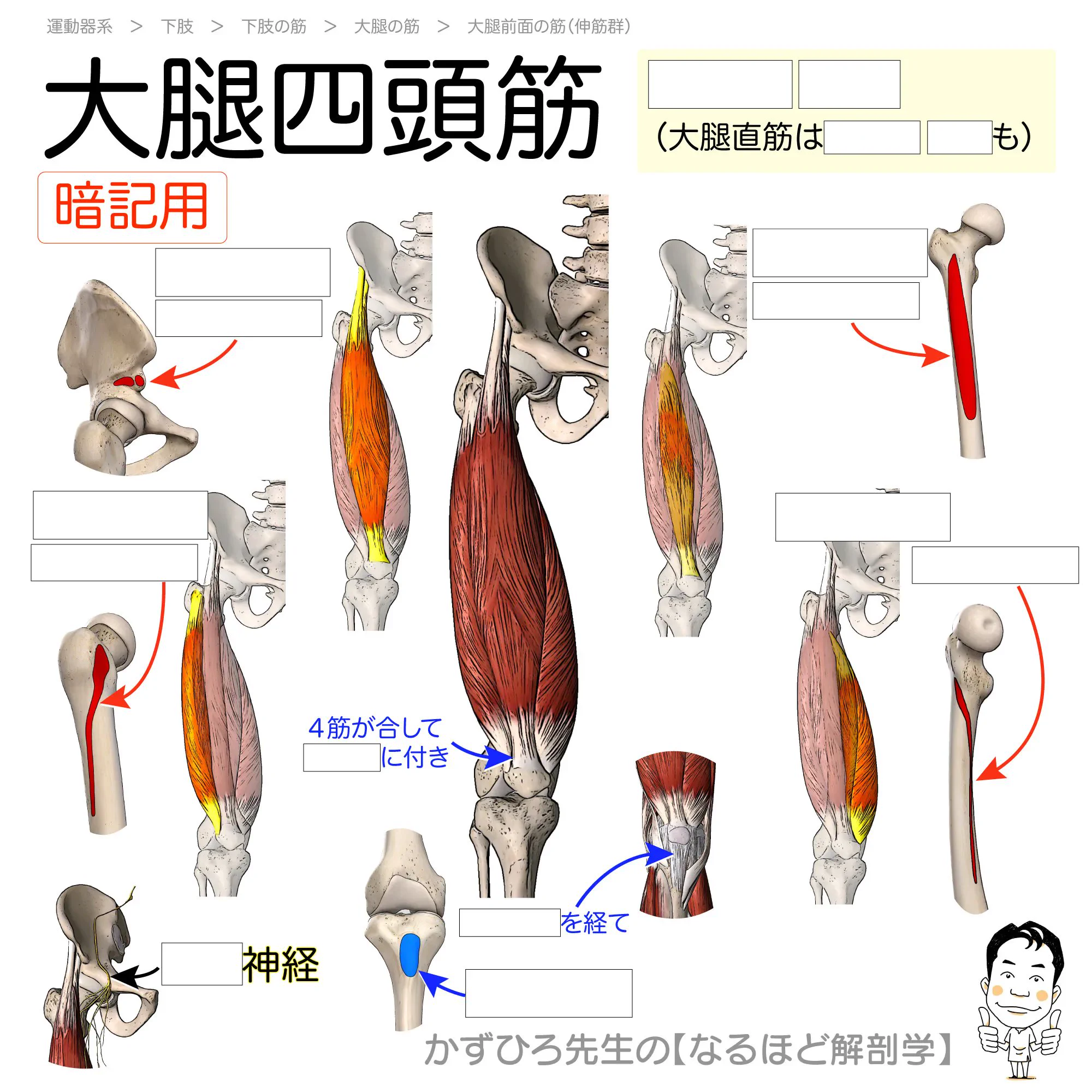 大腿四頭筋 黒澤一弘・かずひろ先生 on X: 