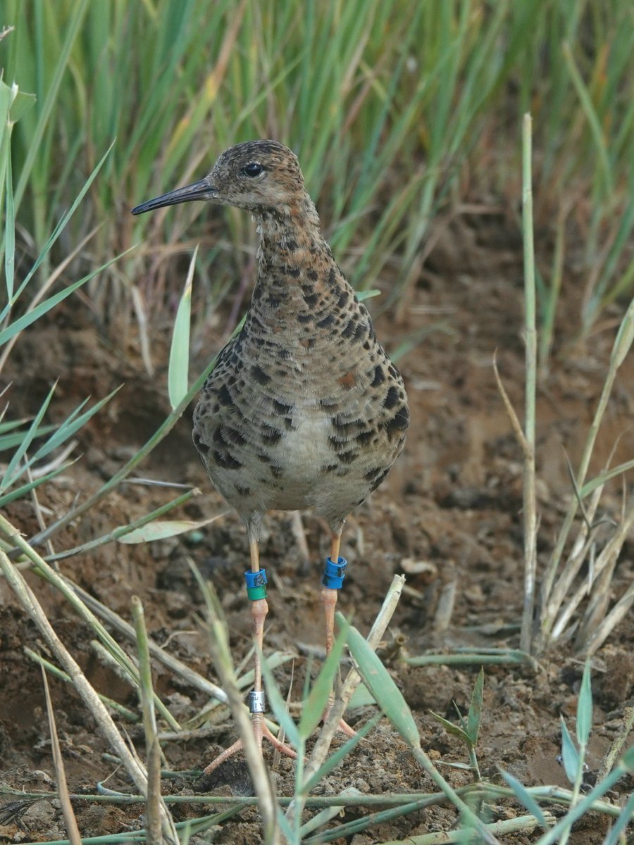 KoivulaKari's tweet photo. The last 2022 #ruffproject chicks and their mom captured yesterday. As always, some minor setbacks, but in all a good field season, thanks to @HannaAlgora @BelojevicJelena @Raphaele1706 @chorlnev @vmpakanen @JDMTphotography  #Liminganlahti #ornithology #waders #suokukko https://t.co/YcWGJ3HPOI