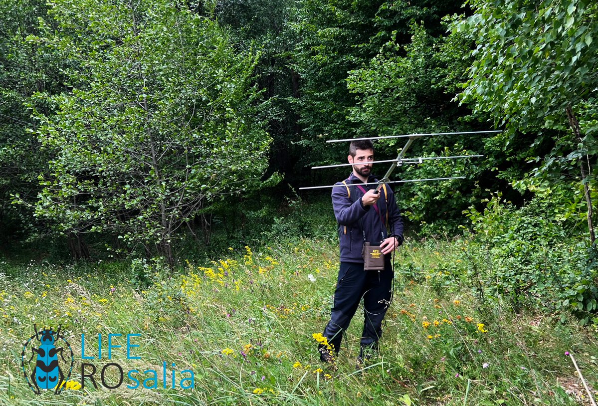 The first #radiotelemetry monitoring of insects in #Romania has started! 
The movement and habitat selection of #saproxylicinsects in the #PutnaVranceaNaturalPark it's documented with VHF radio transmitters.
#LifeROsalia #LIFENature #APMVrancea #NatureConservationExperience