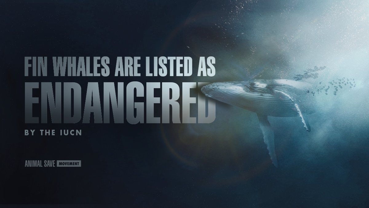 🐋 Whales help our fight against the climate crisis. 
Protecting whales means protecting our oceans and planet.

#StopWhaling
@NorwayMFA @Utenriksdept @AHuitfeldt @AnneBeathe_ @VidarHelgesen
