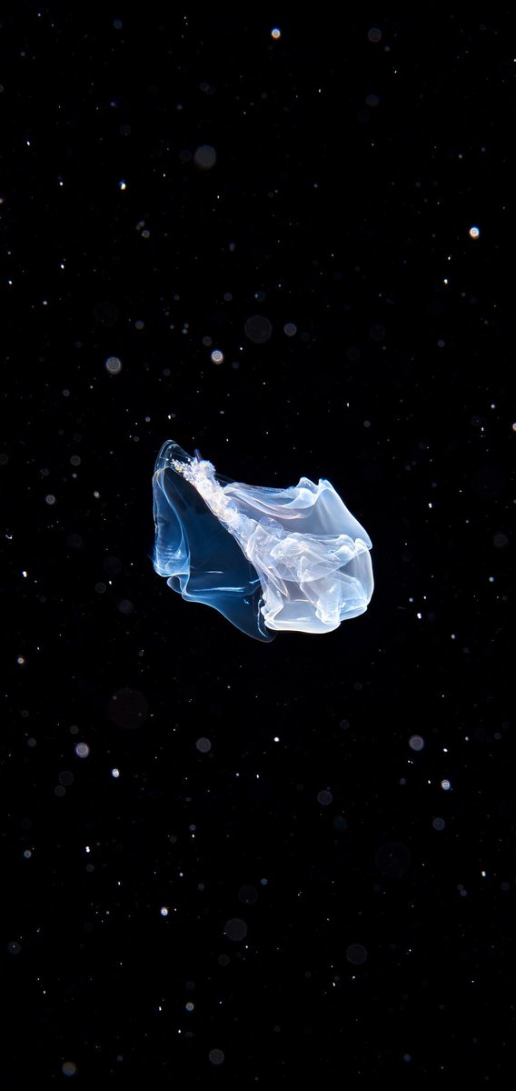 Luciferinoah's tweet photo. 심해의 마린스노우(Marine snow) 사이에서 보석처럼 빛나는 관해파리, Hippopodius. https://t.co/KA01WJt4iF