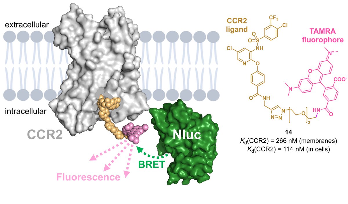 Happy to share the great news that our work on fluorescent ligands targeting the intracellular allosteric binding site of the chemokine receptor CCR2 was published in ACS Chemical Biology (ACS Publications).
pubs.acs.org/doi/10.1021/ac…
 ! Big thank you to everyone involved.