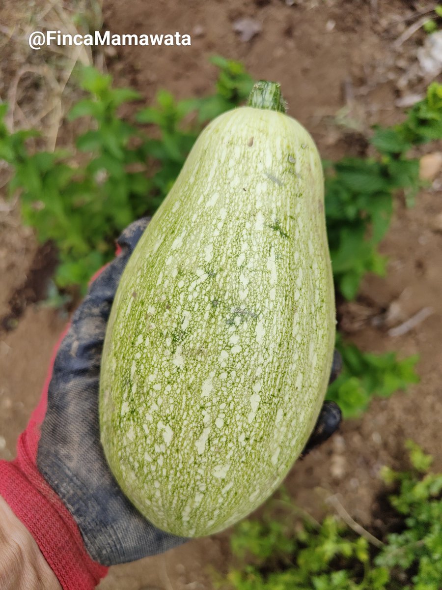 FincaMamawata's tweet photo. Recogida de calabacines y bubangos en @FincaMamawata ¿Con cuál te quedas? #calabacín #bubango #Canarias #agricultura #Valleseco #FincaMamawata #Km0 #Ecologia https://t.co/noINfPvAMa
