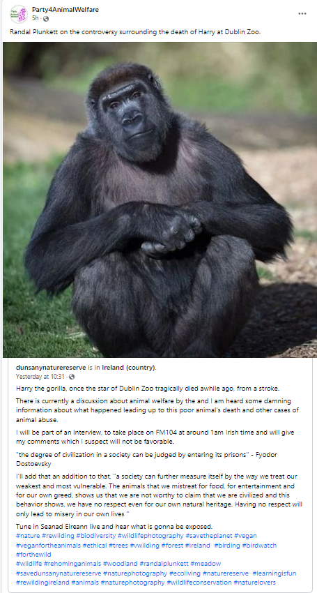 AnimalPartyIE's tweet photo. #RandalPlunkett @RandalPlunkett @FM104 on the controversy surrounding the death of Harry at #DublinZoo .Harry the gorilla 🦍 'once the star of Dublin Zoo' tragically died. 
Discussion on animal welfare; damning information about what happened. 
#banzoos
#phaseoutzoos
#rewilding https://t.co/UlsrBXSSkz