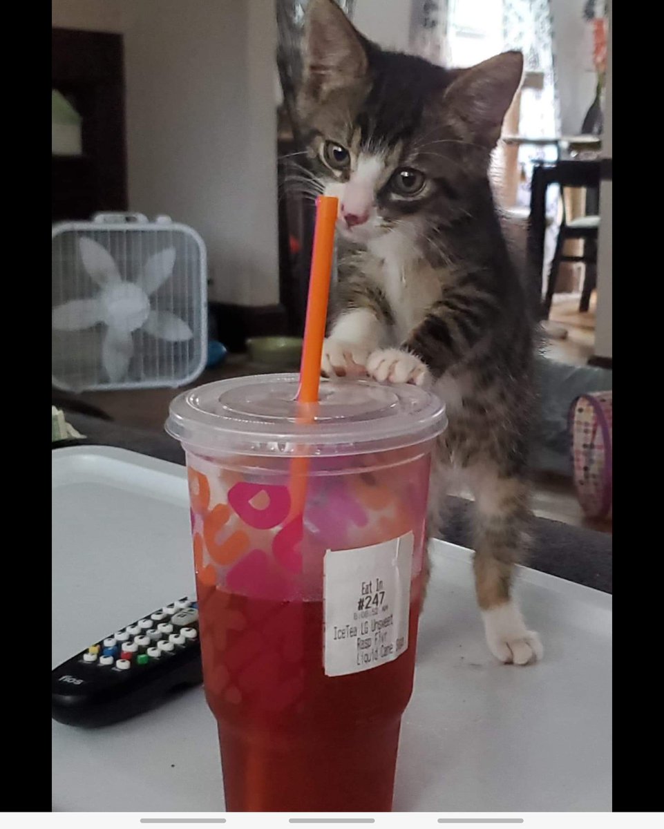 RegisGallet's tweet photo. @dunkindonuts Our little Chompers two years ago and now two years later still Loving Dunkin' donuts! https://t.co/5kKKZ8Kb48