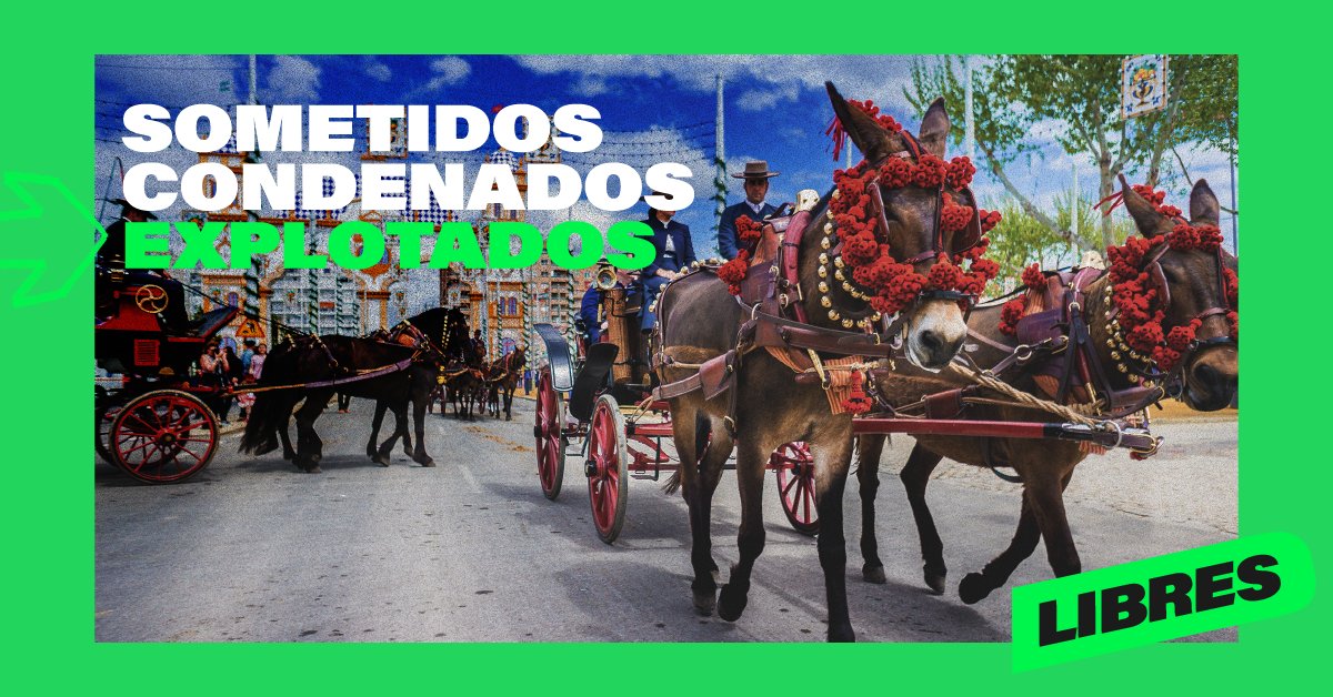PartidoPACMA's tweet photo. En ciudades como Córdoba o Sevilla, los caballos están siendo obligados estos días, a pesar de las altísimas temperaturas, a seguir tirando de pesados coches durante horas.

Reclamamos que se sustituyan por alternativas como las calesas eléctricas. https://t.co/G4VMfVOaL6