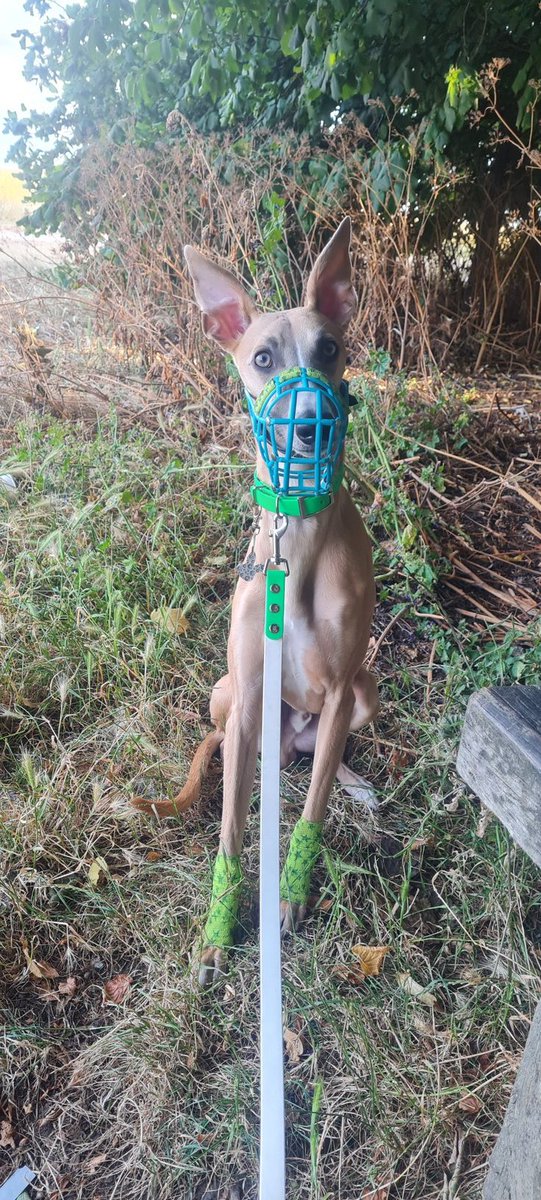 Don't you just love a handsome boy in his <a href="/practicalpaws/">Practical Paws</a> <a href="/ByAlice_Hector/">By Alice and Hector</a> gear 😍😍