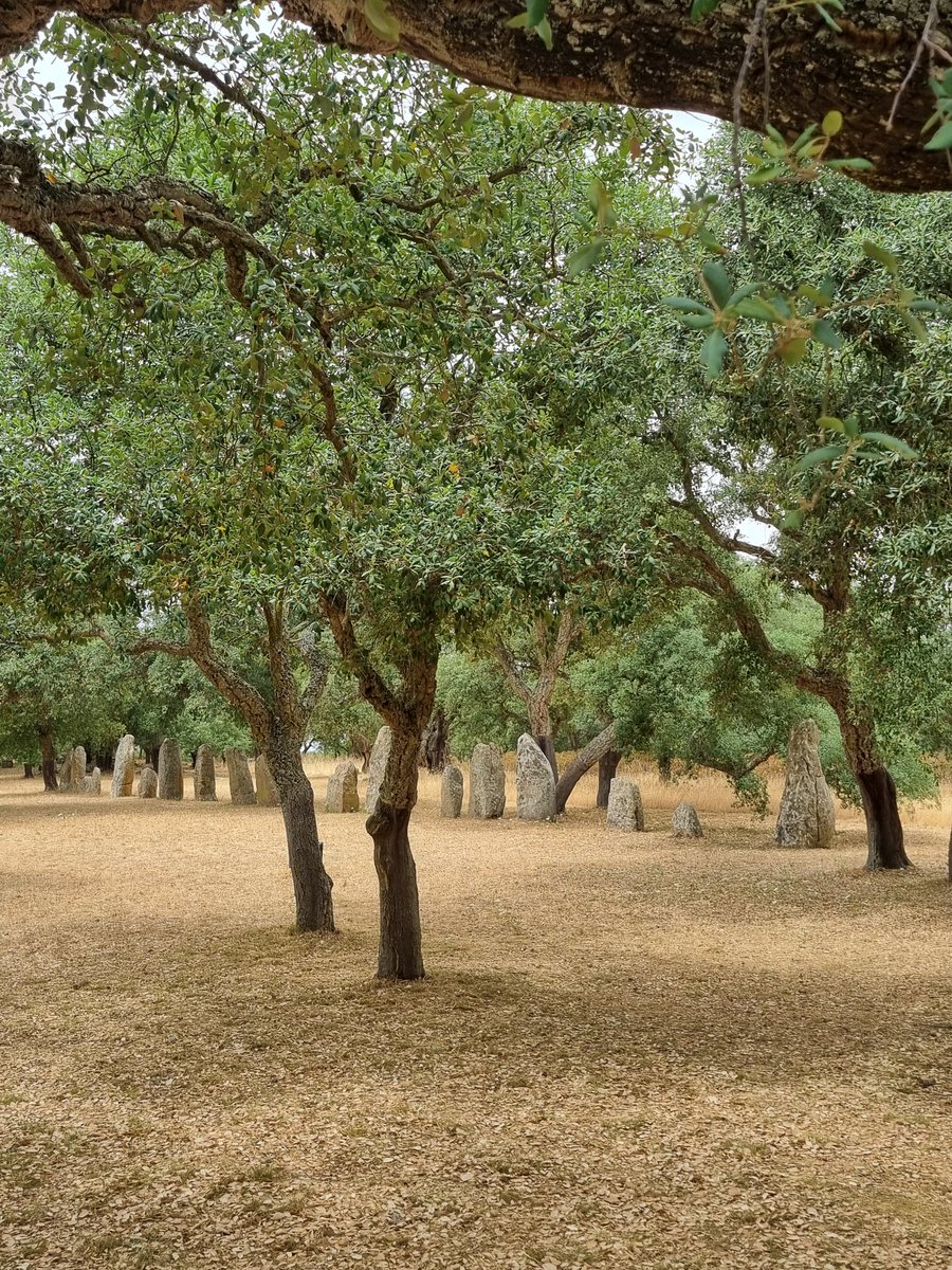 RobertaPellegat's tweet photo. #Querce da sughero secolari ombreggiano i #menhir e le tombe di Pranu Muttedu, la Stonehenge sarda. A #Goni.  #Sardegna https://t.co/XcuK0b3Foc