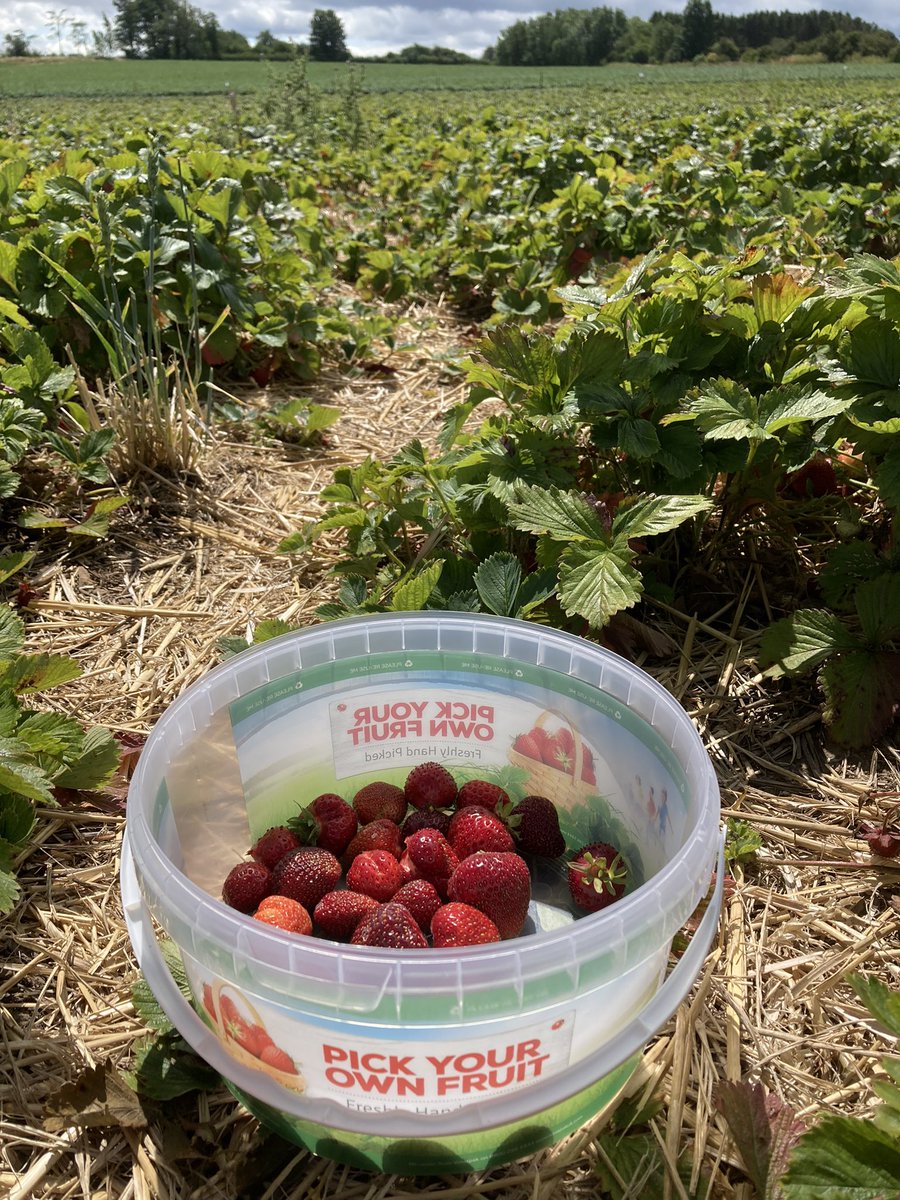 cobb_gail's tweet photo. Family annual strawberry pick is on #PYO #Family #Piercebridge https://t.co/XKXpe4DhCu