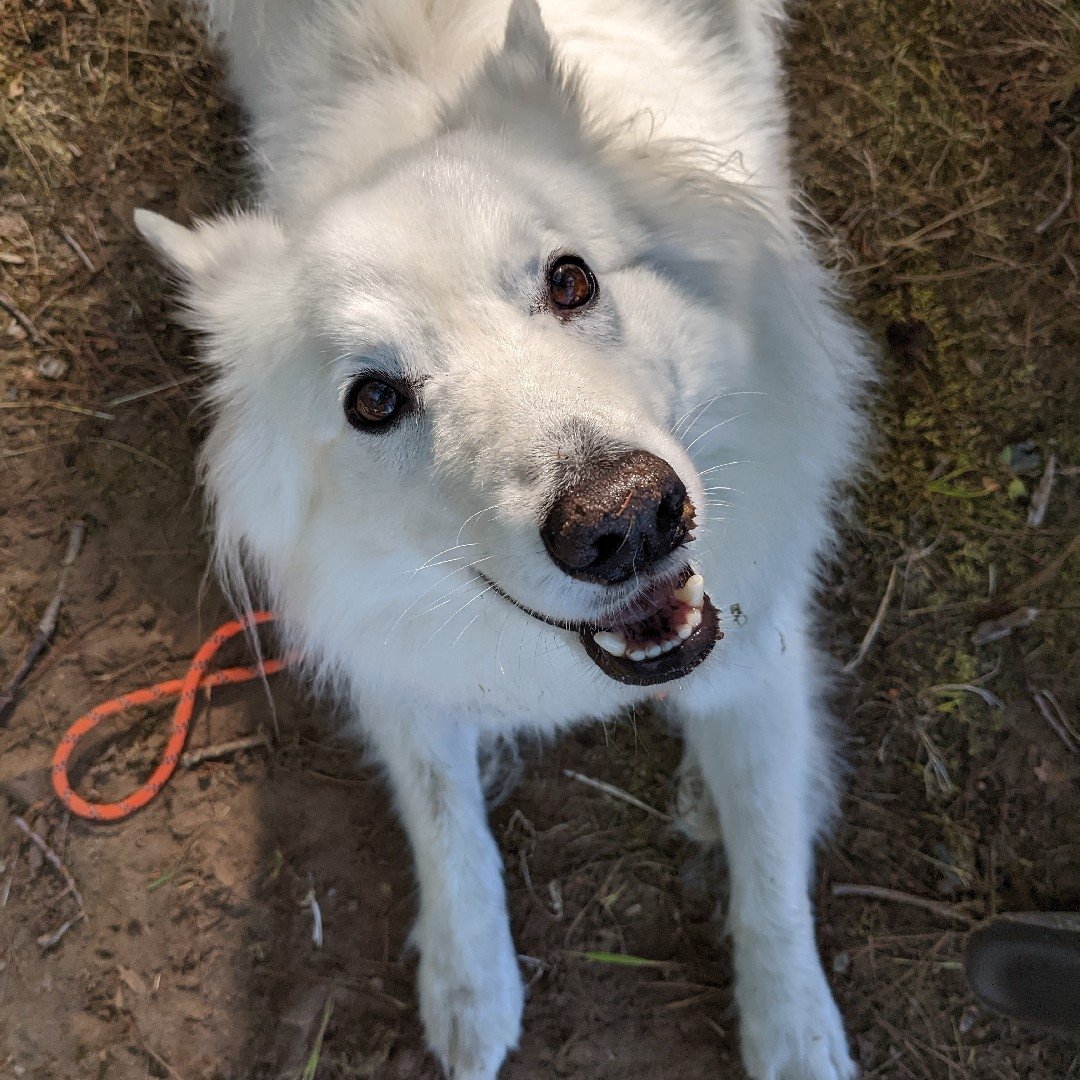 rdomagalski's tweet photo. @elizabethmunch Hi from Atlas and Tsuki! Have a safe trip! https://t.co/9HmOhdXH4Y