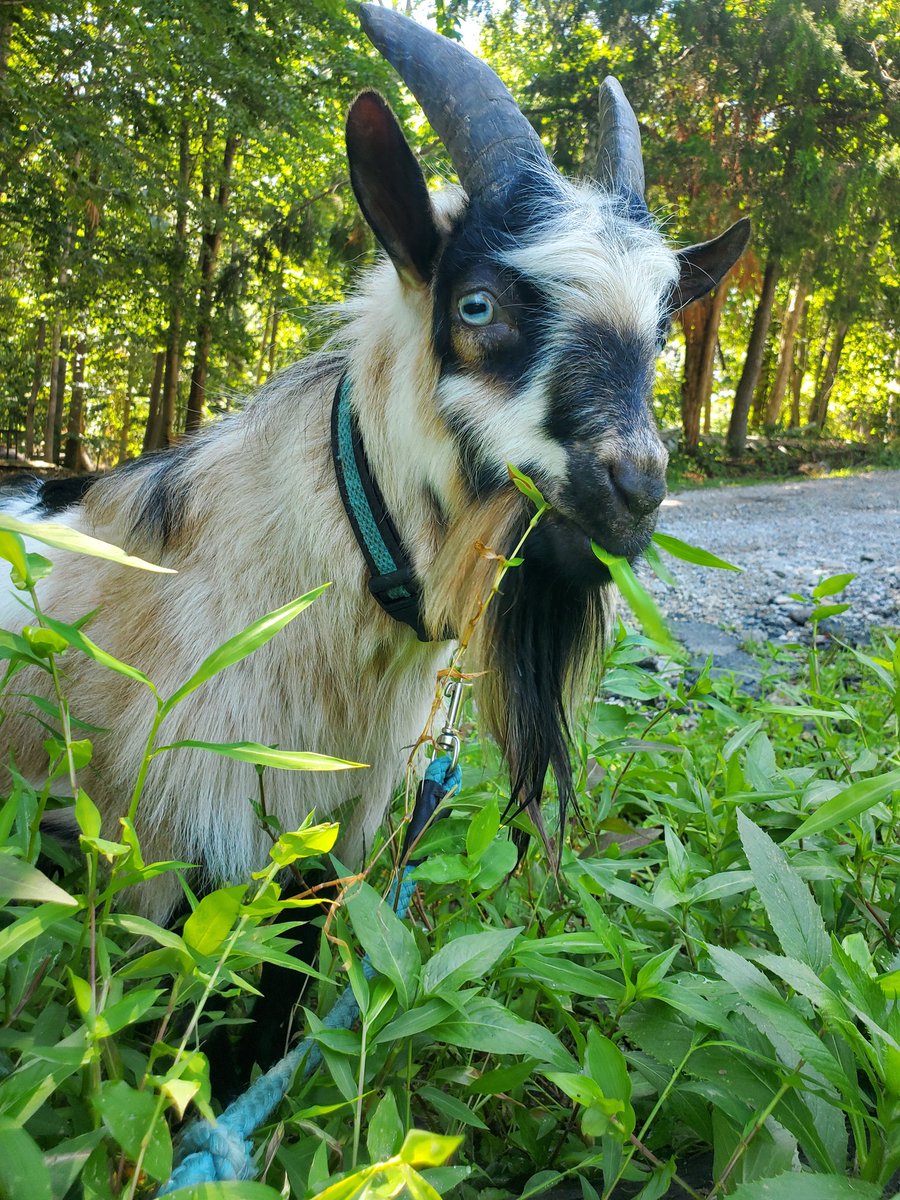Our new Rent-a-Goatscaper program is here!! 😍🐐❤️
Are they the most efficient? Nope! Are they the cutest mini-crew? Yep ✅️
#rentagoat #minigoat #summerfun