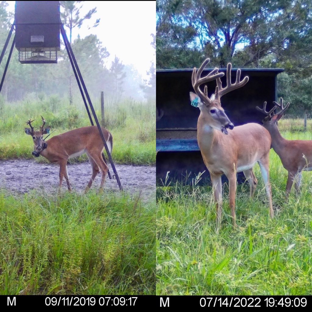 mf_outdoors's tweet photo. Here’s a cool picture of a #CentralFlorida buck tagged when he was a fawn. On the left he was 1 and on the right (taken yesterday), he is 4. Shows you if feed supplemental protein and let them grow, you can develop record book bucks in #Florida. #RoyHuff #DeerPark #TaylorCreek https://t.co/fEkIGEN10C