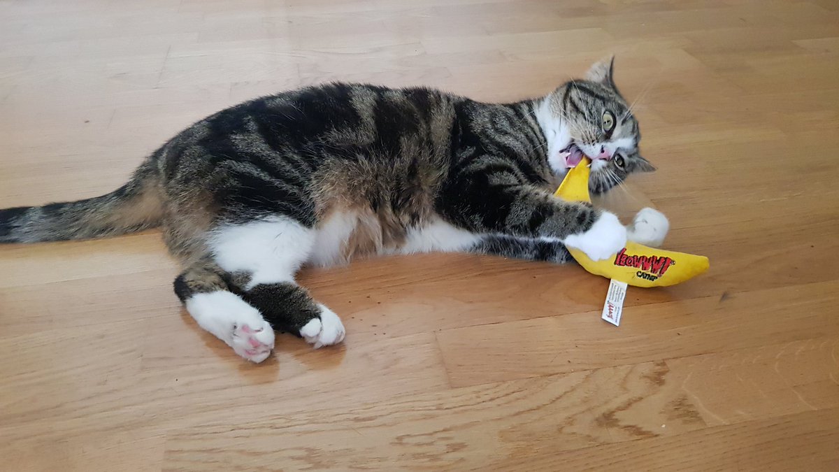 91_Heidi's tweet photo. Here are my #CatsOfAccess, they are siblings Minttu and Claus. https://t.co/LWtQvFS61V