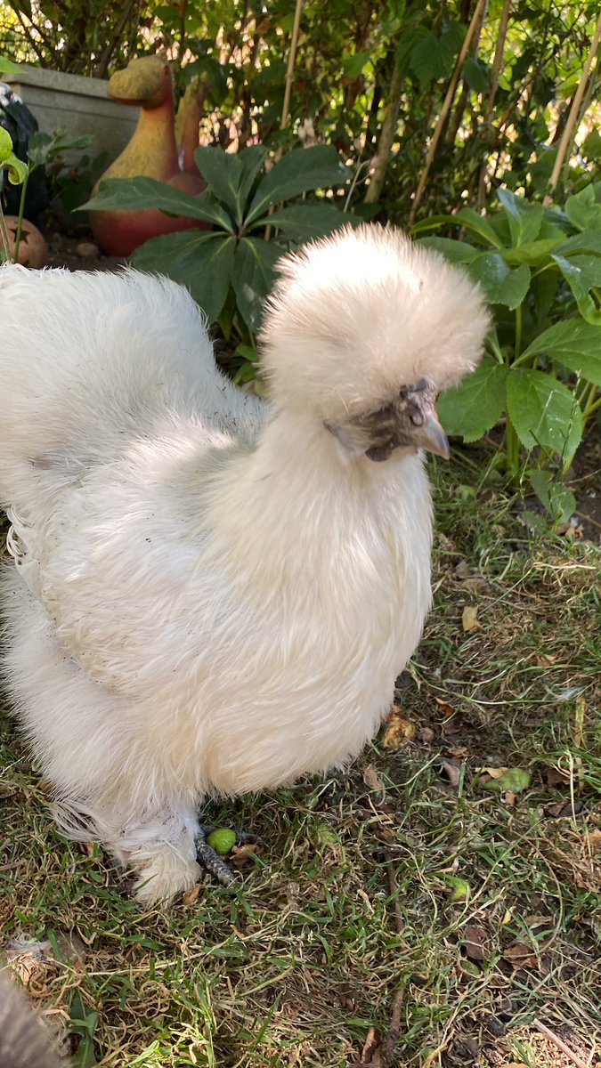 Feet_On_Grass's tweet photo. Aware that doom broadcaster Henny Penny has been screeching the sky is not only falling, but will combust first, Daisy has a suggestion.
Keep Calm & Find Some Shade.
As sheโs avoided being roasted for over 2 years, she has some credibilityโฆ
#YourDailyChicken
#BeMoreChicken https://t.co/xE6yCXsKHv