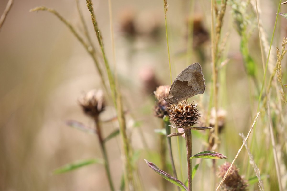pittypomm's tweet photo. A Big #ButterflyCount on @LongrunMeadow this afternoon - nine species ticked off the lost.

Plus a *lot* of Skippers. The ones I could get close enough to check were small. https://t.co/lnsKmKBkM4