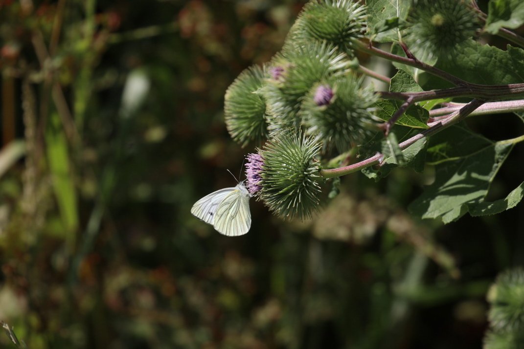 pittypomm's tweet photo. A Big #ButterflyCount on @LongrunMeadow this afternoon - nine species ticked off the lost.

Plus a *lot* of Skippers. The ones I could get close enough to check were small. https://t.co/lnsKmKBkM4