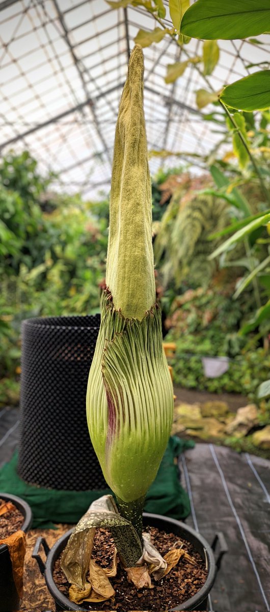 My little clone is 184cm, beating its 'sibling' by around 6cm so far! 📏 Still both much tinier than myself of course... They've got a ways to go before they can fill my pot 😁 #Amorphophallus #SiblingRivalry #TitanArum