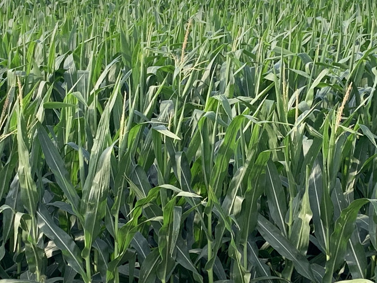Field corn is tasseling near Lake Lillian, MN