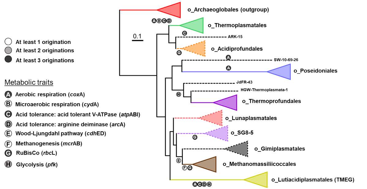 Hot off the press: 'Lutacidiplasmatales, an archaeal order revealing mechanisms of convergent evolution in Thermoplasmatota' rdcu.be/cRIOA @Paul__Sheridan @tweethinking