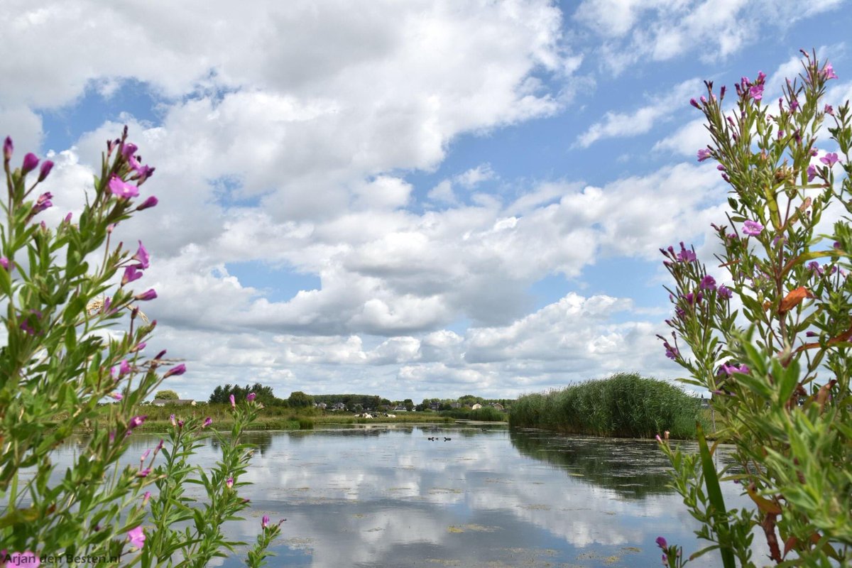 📷 Natuurschoon in het Ridderkerkse Waalbos
➡️ arjandenbesten.nl