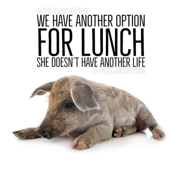 We have another option for lunch
She doesn't have another life!
#Veganforlife 
Rp @ Thevegansheepdog IG