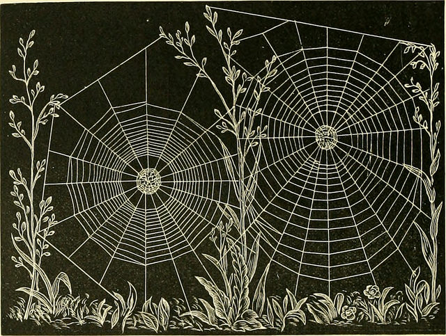 Across England it is considered unlucky to kill a spider, the traditional rhyme goes: 'If you wish to live and thrive, Let a spider run alive'. #SuperstitionSat