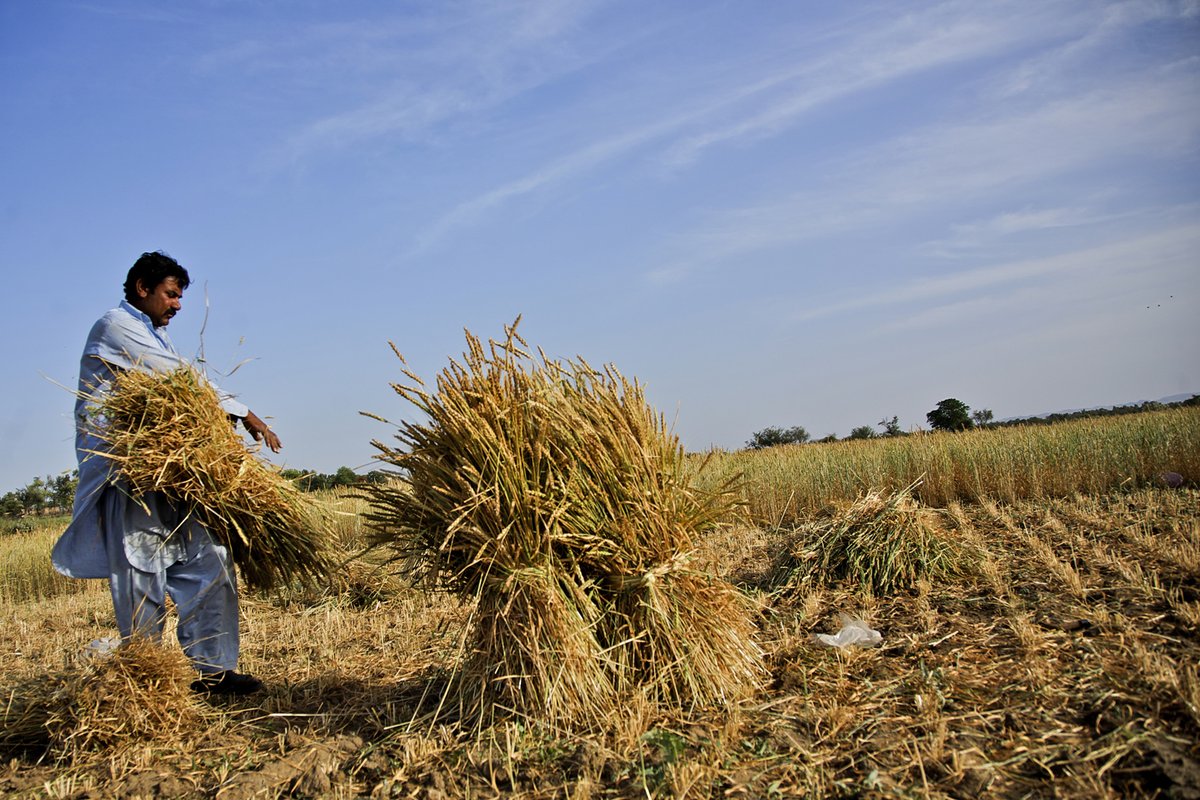 NutritionIntl's tweet photo. Large-scale #FoodFortification is a game-changing solution to tackling global malnutrition. But we have work to do.  
#FortificationFriday https://t.co/IMgfDM4PIs https://t.co/87wxYS7lpb